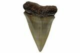 Fossil Broad-Toothed Mako Shark Tooth - North Carolina #257362-1